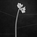TRENTEMOLLER / DREAMWEAVER (LTD / CRYSTAL CLEAR VINYL) (LP) トレントモラー レコード アナログ