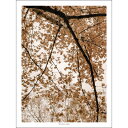 SIMPLISTIC LAYERS | Fall Oriental Plane Tree (APS42) | アートプリント/ポスター (30x40cm) 北欧...