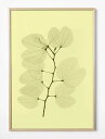 【SALE セール】FINE LITTLE DAY | ORKIDEBAUHINIA POSTER | アートプリント/アートポスター (70x100cm) 北...
