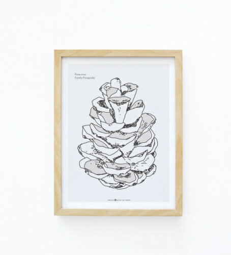 【SALE セール】MICUSH | PINE CONE ART PRINT AP011 | アートプリント/ポスター 30x40cm 