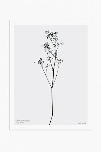 【SALE セール】MICUSH | GYPSOPHILA ART PRINT AP05 | アートプリント/ポスター 30x40cm 