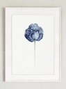 COLOR WATERCOLOR | Peony Watercolour Navy Flower #1 | A4 アートプリント/ポスター【メール便送料無料 北...