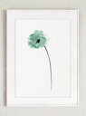 COLOR WATERCOLOR | Poppy Art Print #1 | A4 アートプリント/ポスター【メール便送料無料 北欧 シンプル おしゃれ】