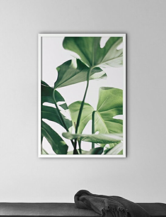 NOUROM | MONSTERA #3 | A3 アートプリント/