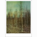 DAN ISAAC WALLIN BIRCHES フォトグラフィ/ポスター (50x70cm)