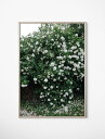 FINE LITTLE DAY | WHITE ROSES POSTER | アートプリント/ポスター (70x100cm)【北欧 シンプル ローズ インテリア...