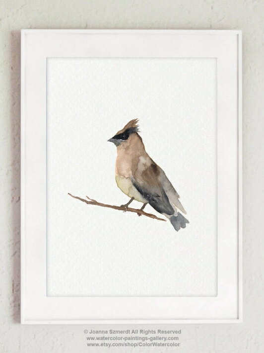 COLOR WATERCOLOR | Cedar Waxwing Mixed Colors Bird | A4 ȥץ/ݥڥ᡼̵ ̲ ץ 