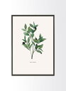 楽天北欧雑貨と音楽 HAFEN ハーフェン【SALE セール】STUDIO FAZZOLETTO | BOTANICAL OLIVE | アートプリント/ポスター （50x70cm）【北欧 デンマーク シンプル おしゃれ】