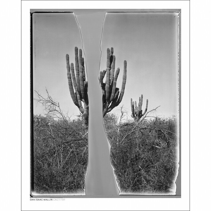 DAN ISAAC WALLIN | CACTI 137 | フォトグラフィ/ポスター (40x50cm)【北欧 アート フィルムカメラ ポラロイド】