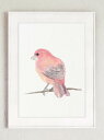 COLOR WATERCOLOR | Purple Finch North American Bird #2 | A4 アートプリント/ポスター【メール便送料無...