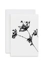 ASHFORTH PRESS | NEWTON ST CYRES COW PARSLEY CARD | O[eBOJ[hy[֔zOK  Vv mN z