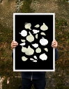 ANEK | Garlic Poster | アートプリント/ポスター (50x70cm)【北欧 カフェ レストラン インテリア おしゃれ】