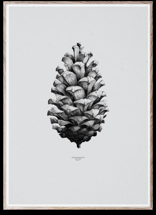 PAPER COLLECTIVE | PINE CONE grey | アートプリント/アートポスター 50x70cm 【北欧 シンプル インテリア おしゃれ】