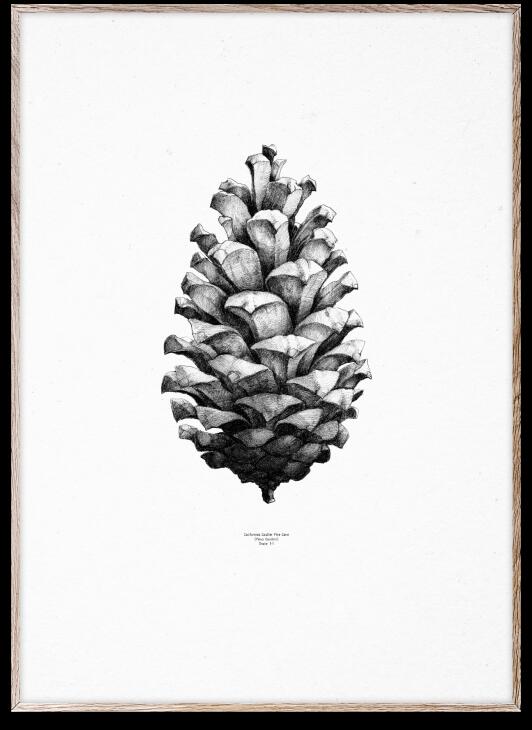 PAPER COLLECTIVE | PINE CONE white | アートプリント/アートポスター 50x70cm 【北欧 シンプル インテリア おしゃれ】