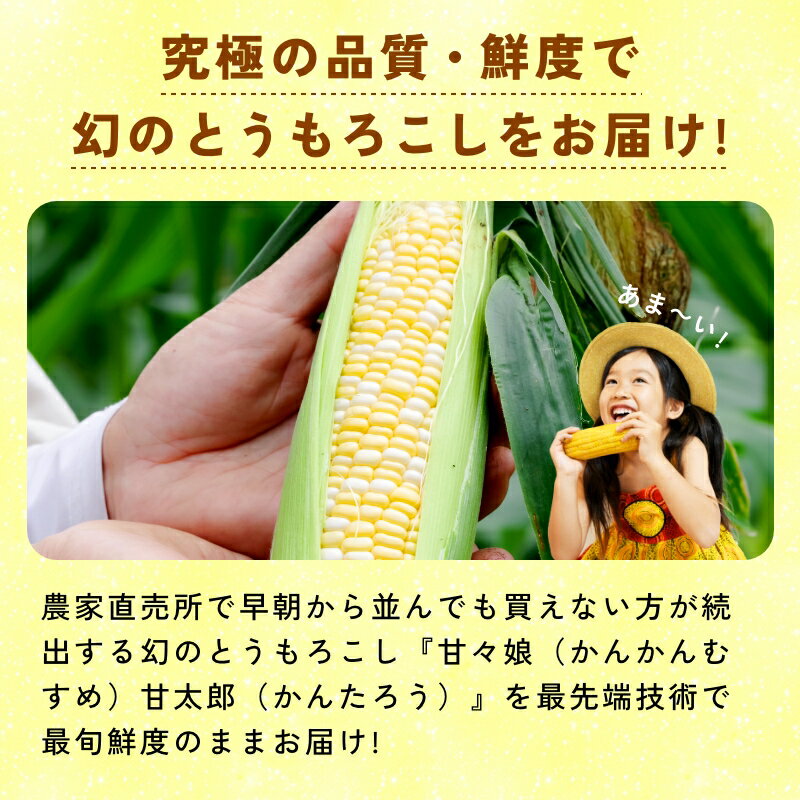 静岡県産とうもろこし 甘々娘甘太郎（かんかんむすめかんたろう）L〜3Lサイズ7〜9...