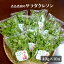 サラダクレソン 40g×10袋セット サラダ 野菜 クレソン 3,488円