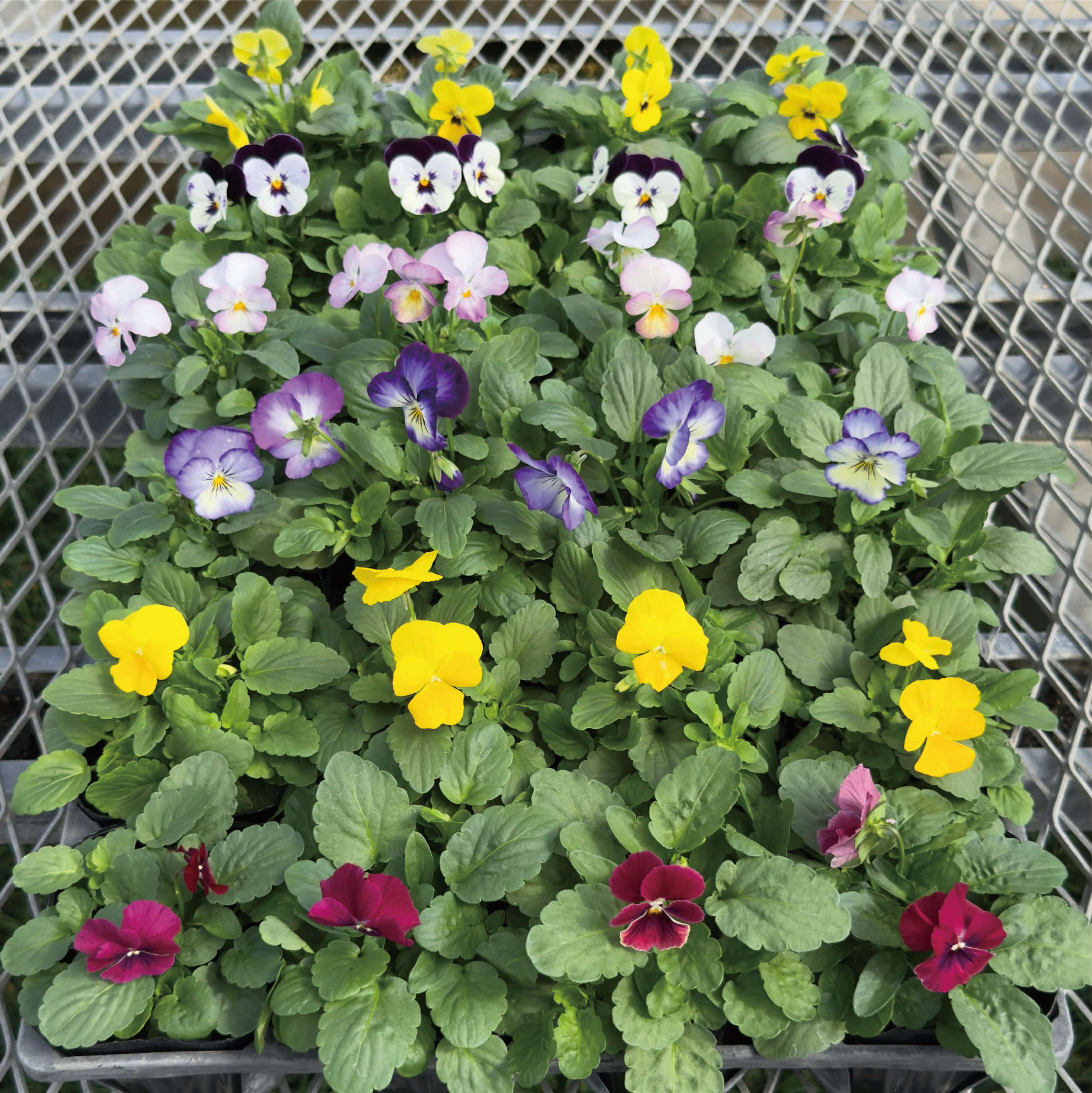 送料無料 生産直売 寒さに 強い ビオラ 24個 詰め合わせ 花苗 花壇苗