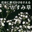 かすみ草【本数指定 1本からOK】 花束にカスミソウをプラスして豪華にボリュームアップしませんか
