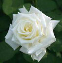 お好きな本数でバラの花束（カラー（色）：白）お祝い・ギフト・誕生日・プレゼントに