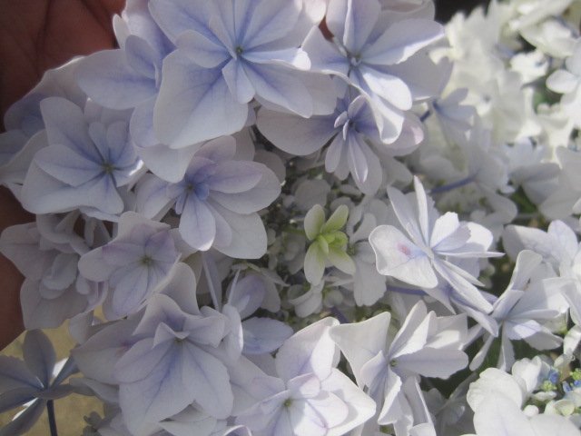 楽天市場】紫陽花 8号鉢の通販