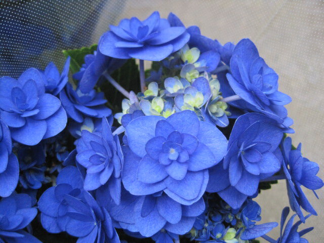 アジサイ開花株　卑弥呼　青　4号鉢　【母の日ギフト】遅れてごめんね【送料無料】感謝メッセージカード付きのサムネイル