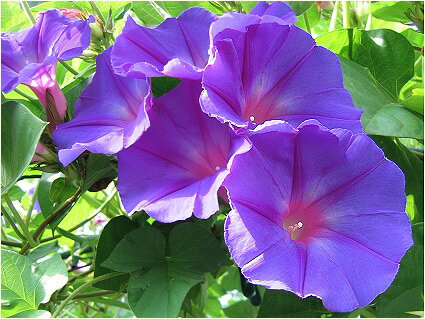 　宿根アサガオの鉢植え　青花　6号鉢あさがおのサムネイル