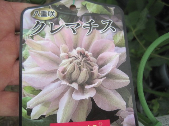 クレマチス苗 春かすみ　パテンス系 耐寒性宿根草...