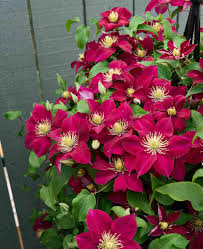 クレマチス苗エルピス　1年生苗新枝咲きつるの短いタイプ（120センチくらい）耐寒性宿根草