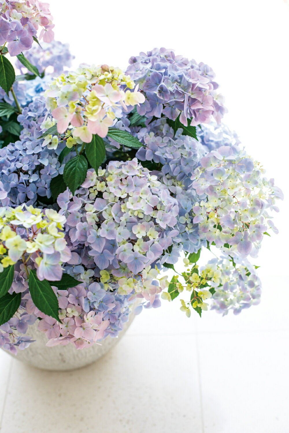 アジサイ苗木　ラグランジア　クリスタルヴェール2　ベビー苗　3.5号ポット花色無調整株(4)