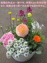 季節の寄せ植え【花期:春まで】【送料無料】 季節の寄せ植え【花期:春まで】【送料無料】