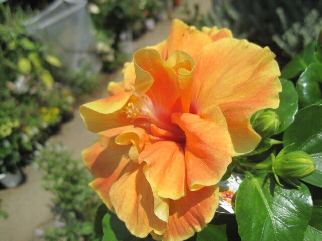 ハイビスカス苗 アポロダブル 5号鉢　　ニューロングライフ