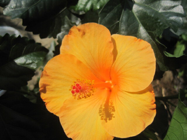 ハイビスカス苗 カロライナブリーズ（オレンジ） 5号鉢