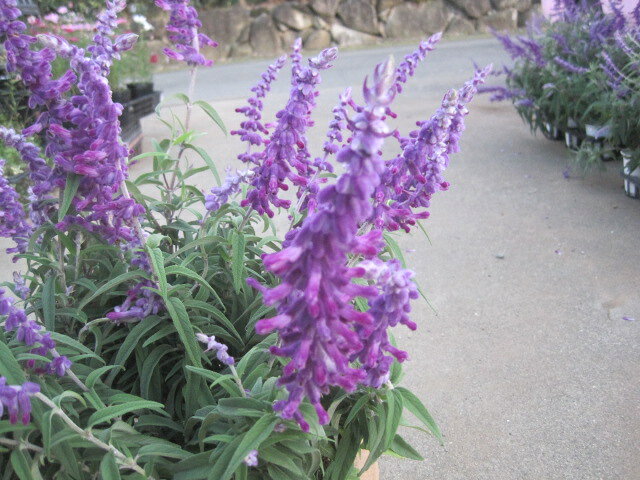 アメジストセージの大鉢 （サルビア　レウカンサ）　秋咲き宿根草のサムネイル