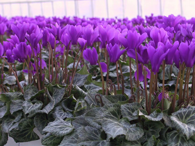 シクラメン(青紫)　セラナーディア アロマブルー5号鉢　