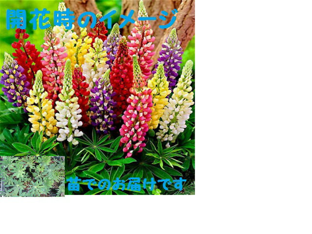 ルピナス苗　オーロラ　花色ミックス　3苗セットのサムネイル