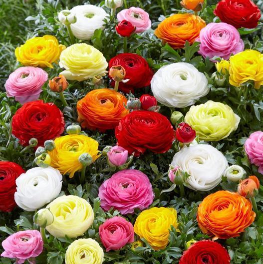 ラナンキュラス苗　　花色ミックス　3苗セットのサムネイル
