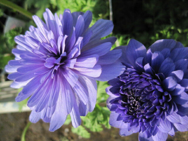 アネモネ苗　八重咲き　『りりかブルー』のサムネイル