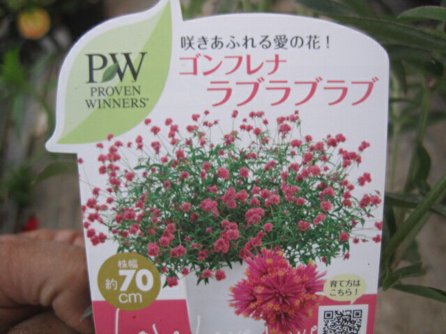咲き姿に感動する千日紅（センニチコウ）の苗グンフレナ・ラブラブラブPW製品暑さに強く晩秋まで咲き続ける日向、鉢植え、花壇向きのサムネイル