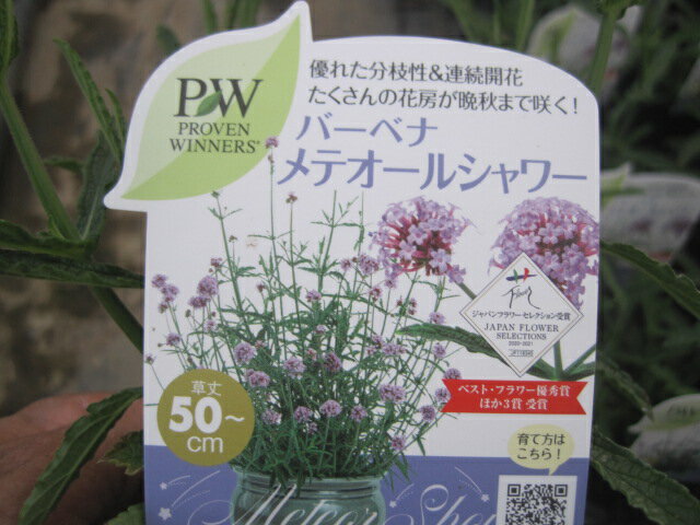 超優良品種　宿根草の苗バーベナ・メテオールシャワーPW製品暑さに強く晩秋まで咲き続ける日向、鉢植え、花壇向きのサムネイル