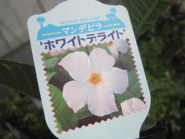 マンデビラ　ホワイトディライト苗　一重咲の白にほんのりピンク花
