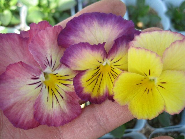 産地直送のパンジー　虹色くスミレ　　　　エンゼルピンク　のサムネイル