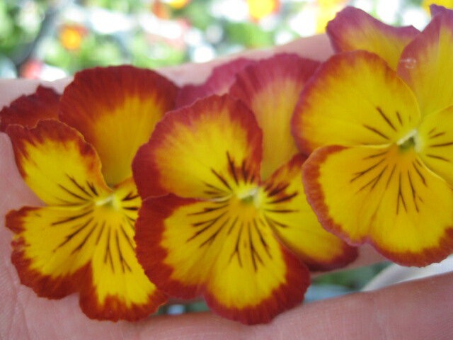 ֤β㤨ֻľΥѥ󥸡ߥ졡᡼ץפβǤʤ300ߤˤʤޤ