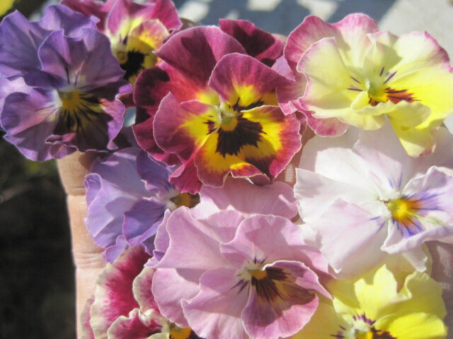 夢見るパンジー3苗セット　花色おまかせ【産地直送】【自家製】のサムネイル