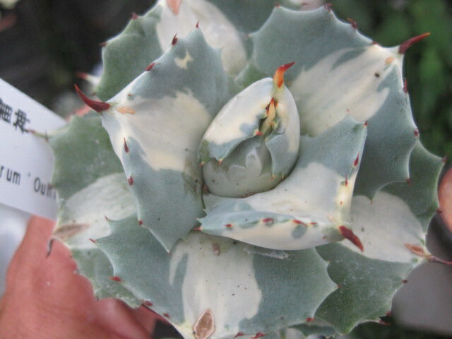 アガベ　王妃雷神　根つき苗　Agave isthmensis　多肉植物のサムネイル