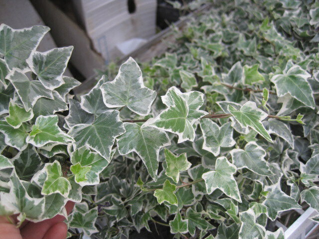 ヘデラ苗　ニューミニシルバー　のサムネイル