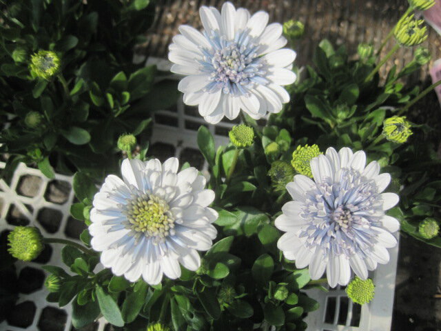 オステオスペルマム苗　『シルバーナイト』　希少品種　ゲブラナガトヨ　花期：春から初夏　多年草のサムネイル