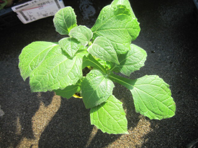 ヤーコン苗　【菊芋】【野菜苗】【家庭菜園】【健康野菜】【ガーデニング苗】【腸活】【生活習慣病の予防】【血糖値コントロール】