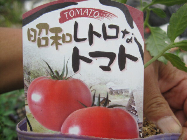 トマト苗　昭和レトロなトマト　【強力米寿】【野菜苗】【家庭菜園】【健康野菜】【ガーデニング苗】【夏野菜】