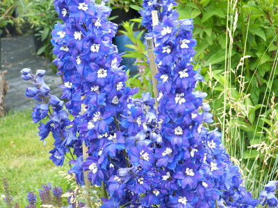 デルフィニウムの花言葉 贈る花にピッタリ その意味と由来とは 暮らし の デルフィニウムの花言葉 贈る花にピッタリ その意味と由来とは 暮らし の