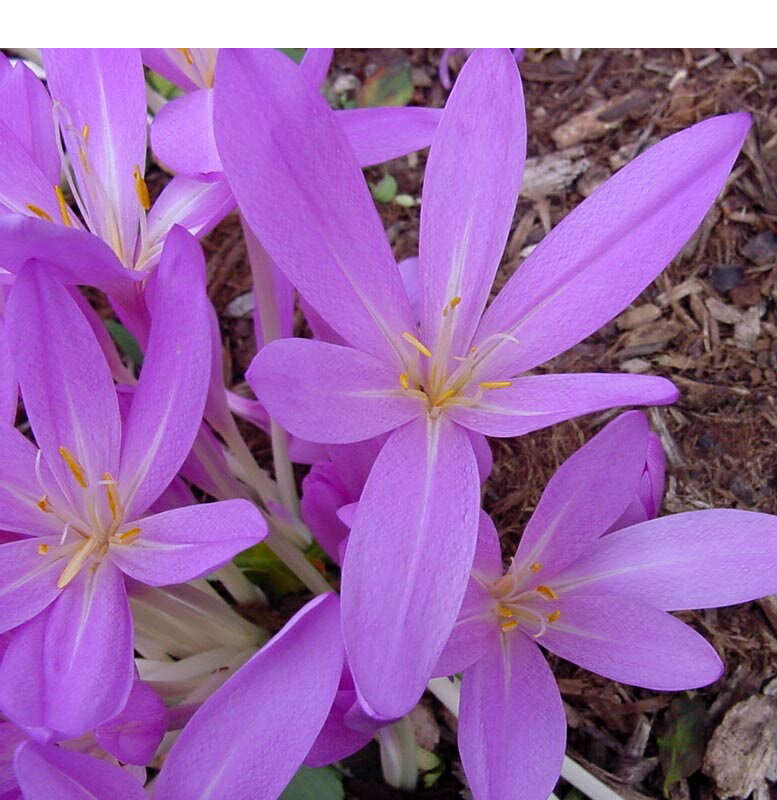 コルチカムの球根特別価格のサムネイル